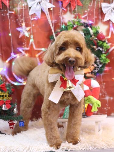 20231203テディくん